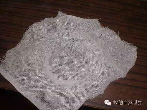 爬寵食品 果蠅飼養喂食容器及培養基自制方法